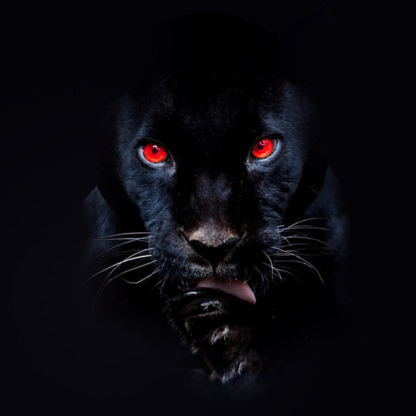 RJ Payne - He's A F**kin Animal - LP (#'d Edition)
